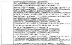 Figure 112005012020318-pct00017