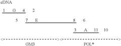 Figure US06582703-20030624-C00003