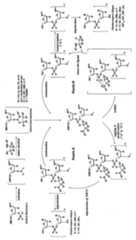 Figure JPOXMLDOC01-appb-C000015