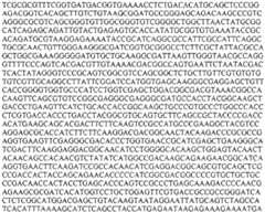 Figure BDA0002508391090001521