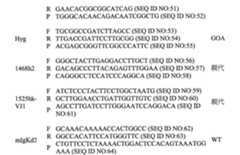 Figure 112148224-A0202-12-0141-33