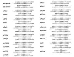 Figure GPA00001115229400461