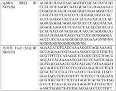 Figure BDA0004033970230007442
