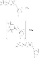 Figure US06399335-20020604-C00003