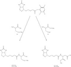 Figure US07141676-20061128-C00024