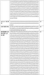 Figure BDA0002508391090001451