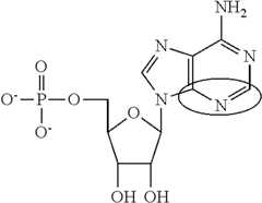 Figure US10501513-20191210-C00091