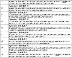 Figure BDA0003351517070000201