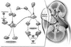 Figure imgf000017_0001