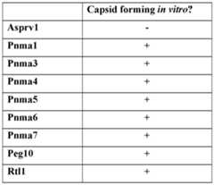 Figure imgf000071_0001