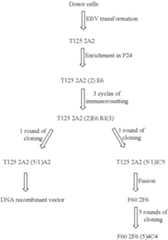 Figure US09718889-20170801-C00001