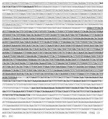 Figure imgf000047_0001