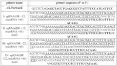 Figure imgf000099_0001