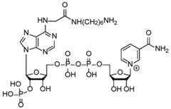 Figure imgf000026_0001