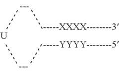 Figure US11130996-20210928-C00014