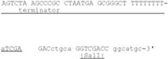 Figure US07208293-20070424-C00144