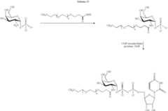 Figure US07179617-20070220-C00124
