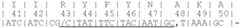 Figure US07208293-20070424-C00111