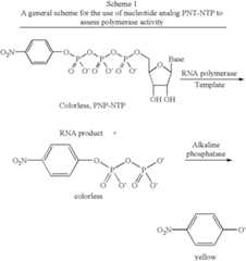 Figure US06399335-20020604-C00004