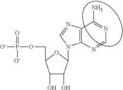 Figure US09675668-20170613-C00093