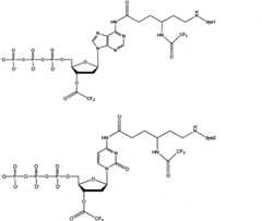 Figure BSA00000873704900082