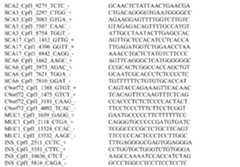 Figure 0007365363000013