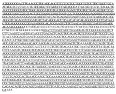 Figure imgf000077_0002