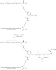 Figure US07906485-20110315-C00093