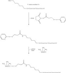 Figure US08206901-20120626-C00036