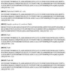 Figure imgf000094_0001