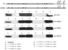 Figure R1020207018220