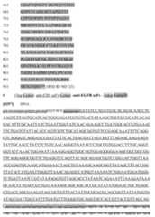 Figure imgf000090_0001