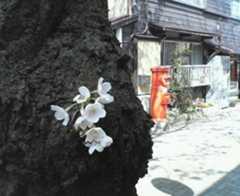 お道ブログ　３月２９日_e0002690_11314446.jpg