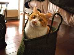 かご入り猫_b0220588_13333924.jpg