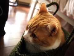 かご入り猫_b0220588_13342989.jpg