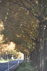 メタセコイヤ並木と『koti cafe』_b0143308_21375049.jpg