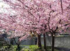 河津桜でした。_c0248013_18245751.jpg