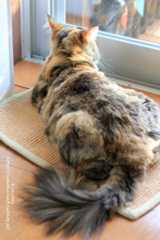 猫・棚田サマーカット ✂チョキチョキ_f0210625_20330394.jpg
