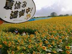 ヒマワリの町・座間四谷地区ひまわり畑_c0248013_10125061.jpeg