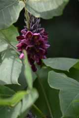 地元の植物観察の会_c0047919_19464710.jpg