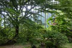京都へ_c0047919_05295115.jpg