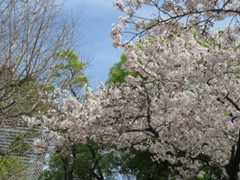 浦江公園の桜と浦江ドーナツスタンド315♪_b0143308_21484068.jpg