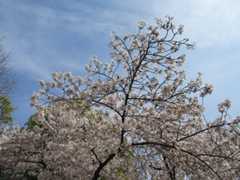 浦江公園の桜と浦江ドーナツスタンド315♪_b0143308_21484522.jpg