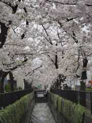 ご沙汰しております。桜を見に行ってきました。　4/7_f0403301_19115774.jpg