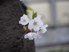 ご沙汰しております。桜を見に行ってきました。　4/7_f0403301_19120246.jpg