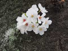 ご沙汰しております。桜を見に行ってきました。　4/7_f0403301_19122588.jpg
