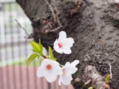 ご沙汰しております。桜を見に行ってきました。　4/7_f0403301_19123560.jpg