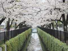 ご沙汰しております。桜を見に行ってきました。　4/7_f0403301_19125365.jpg