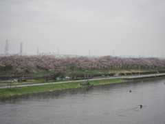 ご沙汰しております。桜を見に行ってきました。　4/7_f0403301_19130410.jpg