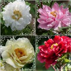 清水公園の『花ファンタジア』へ(✿ꈍ。 ꈍ✿)_b0364186_12150113.jpg
